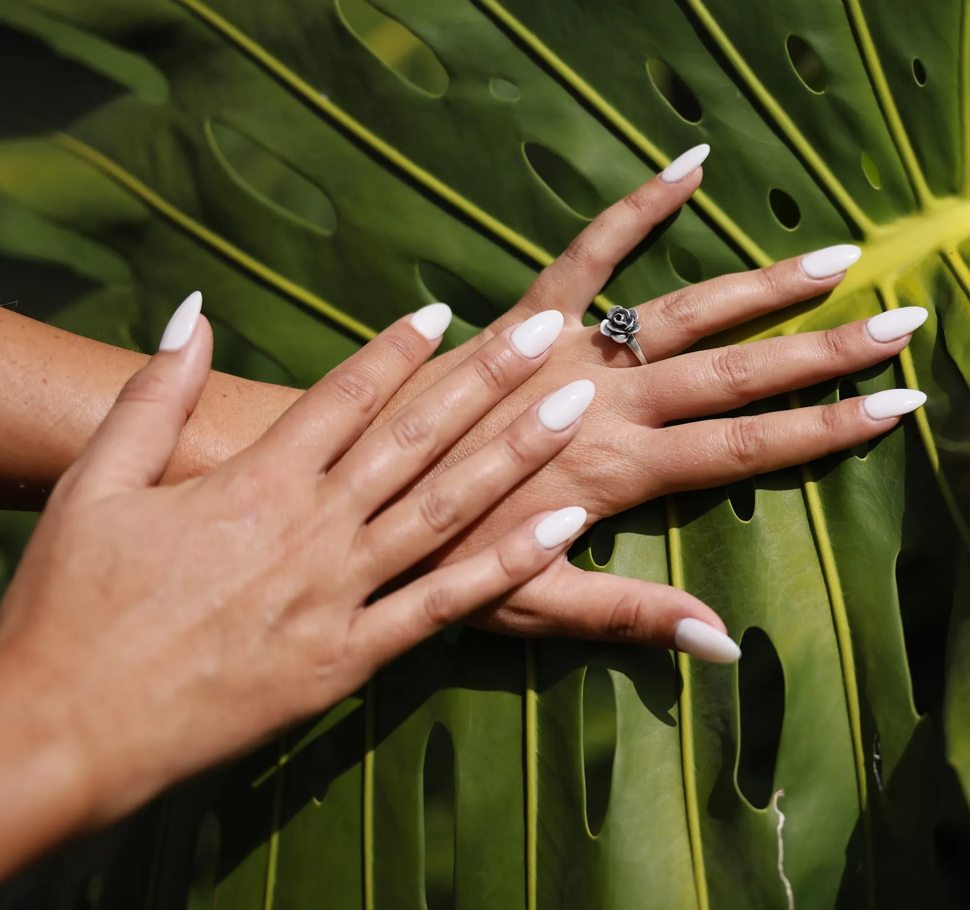 manicure-1 Hands with long, white manicured nails and a rose ring resting on a large green leaf.